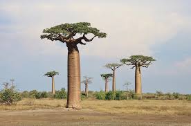 Baobab Tree Seeds For Planting - Create Iconic Silhouettes Plant Seeds