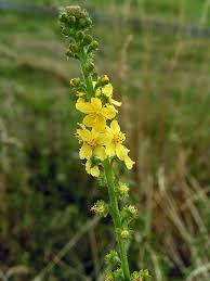 Agrimonia Planting Flower Seeds For Herbal Gardens