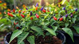 Colorful Rainbow Pepper Seeds For Vibrant Planting And Harvest Vegetable Seeds
