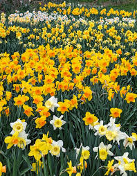 Perennial Orange Yellow Daffodil Planting Seeds - Perfect For Fall Plant Seed