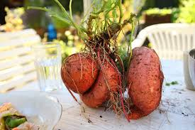 Yellow Sweet Potato Vegetable Seeds For Planting - Grow Your Own Nutrient-Rich Harvest