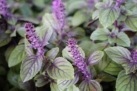 Blue Basil Seeds For Planting - Grow Your Own Flavorful Herb Plant Seeds