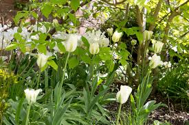 White & Green Tulip Flower Seeds For Planting