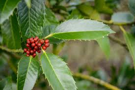 Holly Bush Plant Seeds & Planting Kit
