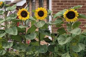 Sunflower Seeds For Planting - Bright Yellow Variety Flower