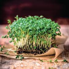 Rock Cress Flower Seeds Lime Green Planting
