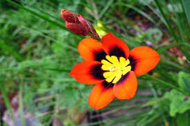 Orange And Black Sparaxis Flower Seeds For Easy Planting