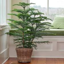Araucaria Seeds For Planting Stunning Dark Green Trees Plant Seeds