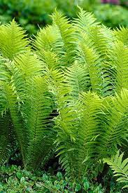 Ostrich Plant Seeds: Essential Planting And Growth Guide