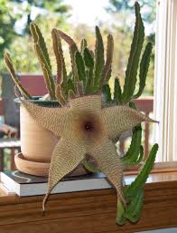 Cream Stapelia Seeds for Planting