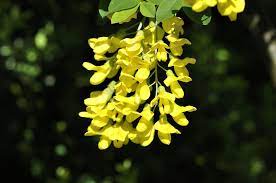 Yellow Laburnum Anagyroides Tree Seeds Planting