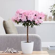 Simsii Bonsai Flower Seeds Planting Light Pink
