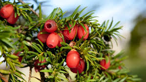 Yew Tree Planting Seeds for Bonsai Creations