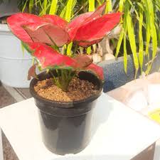 Red Green Aglaonema Plant Seeds Planting Flower