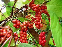 Red Schisandra Fruit Seeds Planting