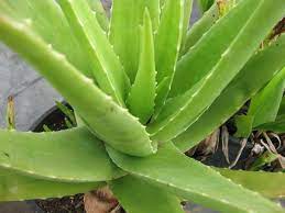 Aloe Cameron Light Green Seeds For Planting Herb