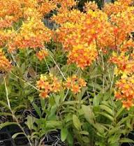 Premium Orange Paphiopedilum Flower seeds for Planting Low Maintenance, Heirloom & GMO Free Seeds for Home Garden seeds