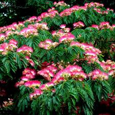 Albizia Julibrissin Seeds For Planting: Silk Tree Variety Flower