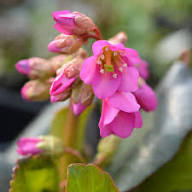 Red Bergenia Cordifolia Flower seeds for Planting Compact Growth, Heirloom & GMO Free Seeds for Home Garden vegetable and garden seeds