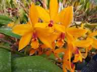 Orange Paphiopedilum Flower seeds for Planting Low Maintenance, Heirloom & GMO Free Seeds for Home Garden vegetable and garden seeds