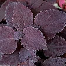 Dark Chocolate Coleus Seeds For Planting