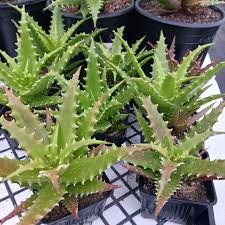 High quality Hechtia Sp Tehuacan Flower seeds for Planting Pollinator Friendly, Heirloom & GMO Free Seeds for Home Garden seeds pack