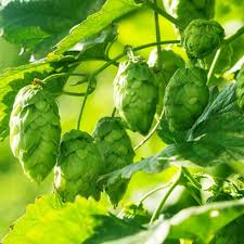 High quality Green Humulus Lupulus Flower seeds for Planting Cut Flower Favorite, Heirloom & GMO Free Seeds for Home Garden seeds pack