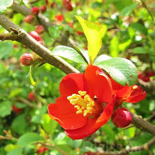 High quality Red Quince Flower seeds for Planting Shade Tolerant, Heirloom & GMO Free Seeds for Home Garden seeds pack