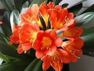 Clivia Flower seeds for Planting - Pollinator Friendly, Heirloom & GMO Free Seeds for Home Garden