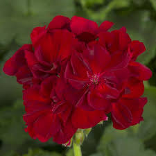 High quality Burgundy Geraniums Flower seeds for Planting Wildflower Mix, Heirloom & GMO Free Seeds for Home Garden seeds pack