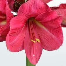 Pink Echte Amaryllis Flower seeds for Planting Perfect for Borders, Heirloom & GMO Free Seeds for Home Garden vegetable and garden seeds