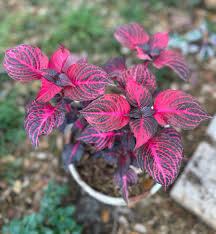 Purple Iresine Flower seeds for Planting - Drought Tolerant, Heirloom & GMO Free Seeds for Home Garden