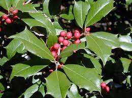 Red Ilex Opaca Planting Seeds - Seed Pack