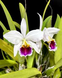 Premium Cattleya Hybrida Flower seeds for Planting Low Maintenance, Heirloom & GMO Free Seeds for Home Garden seeds