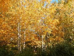 Yellow Betula Papyrifera Tree Seeds Planting