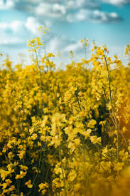 Yellow Bloom Seeds For Spartium Planting Flower