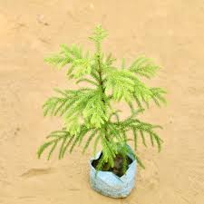 Yellow Green Araucaria Plant Seeds For Planting Seeds