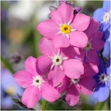 High quality Pink Myosotis Flower seeds for Planting Pollinator Friendly, Heirloom & GMO Free Seeds for Home Garden seeds pack