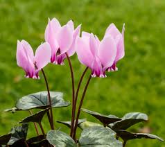 Premium Pink Cyclamen Flower seeds for Planting Drought Tolerant, Heirloom & GMO Free Seeds for Home Garden seeds