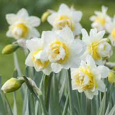 Daffodil Flower seeds for Planting Cut Flower Favorite, Heirloom & GMO Free Seeds for Home Garden seeds for planting