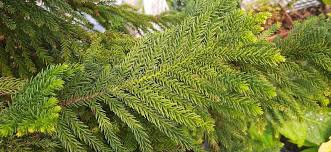 Planting Pale Green Araucaria Foliage Seeds Plant Seeds