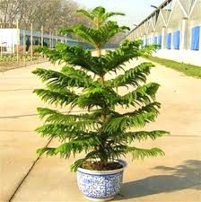 Yellow Green Araucaria Plant Seeds For Planting Seeds