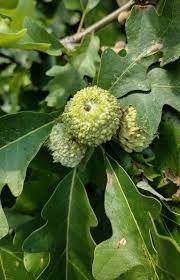 Oak Tree Seeds - Planting And Growth Guide