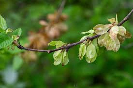 Ulmus Rubra Tree Seeds - Premium Planting For Hardy Elm Growth