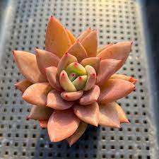 Echeveria Purpusorum Light Green Seeds - Perfect For Planting Herb
