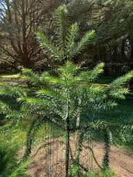 Araucaria Seeds For Planting Stunning Dark Green Trees Plant Seeds