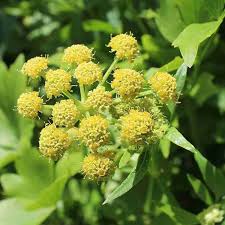 Light Green Lovage Seeds For Easy Planting