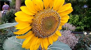 Sunflower Bonsai Planting Flower Seeds Black