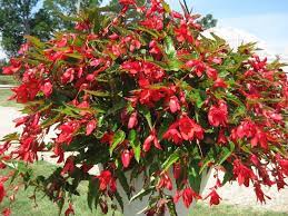 Trailing Begonia Plant Seeds Planting