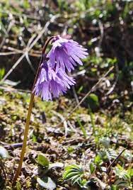 Violet Soldanella Alpina Seeds For Easy Planting